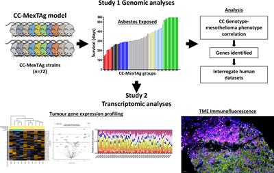 How to Better Understand the Influence of Host Genetics on Developing an Effective Immune Response to Thoracic Cancers